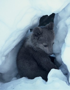 medvídě v brlohu