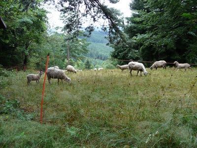 ovce v síťovém elektrickém ohradníku ovce v síťovém elektrickém ohradníku