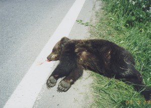 medvěd sražený kamionem v Mostech u Jablukova
