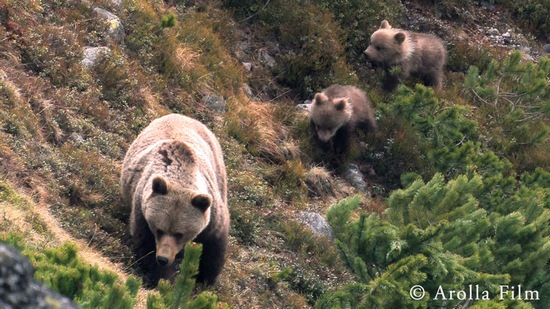 Foto: Erik Baláž Medvěd