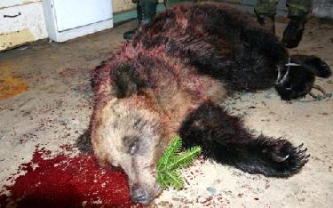 zastřelená medvědice