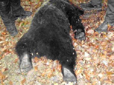 omylem zastřelený medvěd