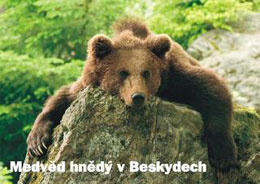 Medvěd hnědý v Beskydech