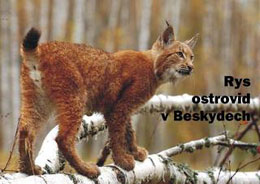 Pohlednice Rys ostrovid v Beskydech