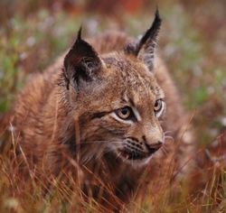 Rys ostrovid (foto Karel Brož)