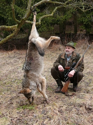 Ulovený vlk na Slovensku; zdroj: www.lovuzdar.sk uloveny_vlk_lovuzdar.sk