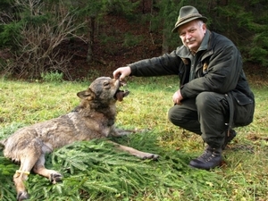Ulovený vlk na Slovensku; zdroj: www.lovuzdar.sk uloveny_vlk_lovuzdar.sk