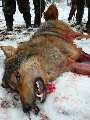 uloveny_vlk_lovuzdar.sk