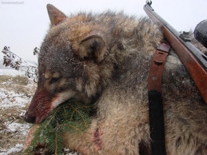 uloveny_vlk_lovuzdar.sk