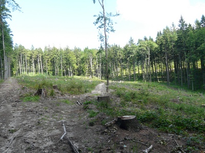 holosečná těžba zachovalých lesů ohrožuje medvědy