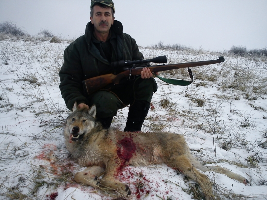Ulovený vlk na Slovensku; zdroj: www.lovuzdar.sk uloveny_vlk_lovuzdar.sk
