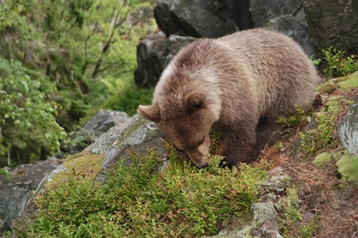medvědi se většinu roku živí rostlinnou potravou medvědi se většinu roku živí rostlinnou potravou
