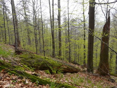 pralesovity porost pod Lysou horou