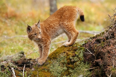 rys vyhledává nejraději členité terény rys vyhledává nejraději členité terény