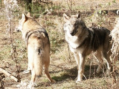 vlci jsou přizpůsobiví změnám krajiny vlci jsou přizpůsobiví změnám krajiny