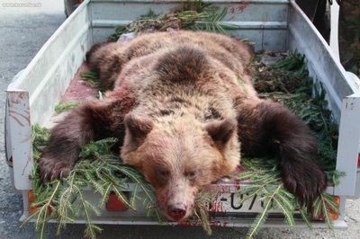 zastřelený medvěd ze Slovenska zastřelený medvěd ze Slovenska