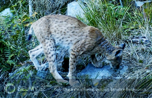 rysice Draža na podzim 2013 již v lepší kondici; foto: Hnutí DUHA Olomouc rysice Draža na podzim 2013 již v lepší kondici; foto: Hnutí DUHA Olomouc