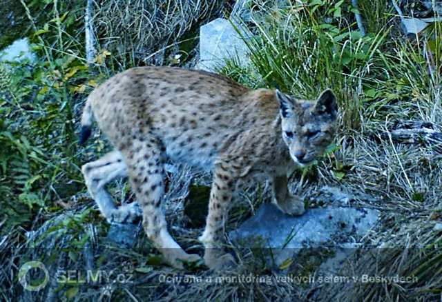 rysice Draža již v lepší kondici_říjen 2013; foto: Hnutí DUHA Olomouc rysice Draža již v lepší kondici_říjen 2013; foto: Hnutí DUHA Olomouc