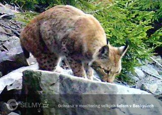 rysice Draža koncem března 2014; foto: Hnutí DUHA Olomouc rysice Draža koncem března 2014; foto: Hnutí DUHA Olomouc