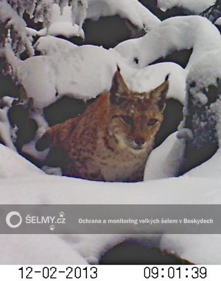 rysice Draža v prosinci 2013 navštívila značkovací místo; foto: Hnutí DUHA Olomouc rysice Draža v prosinci 2013 navštívila značkovací místo; foto: Hnutí DUHA Olomouc