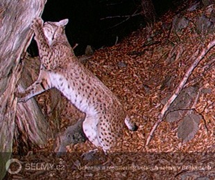 podruhé byla Draža taktéž zaznamenána na Lysé hoře na konci roku 2011; foto: Hnutí DUHA Olomouc podruhé byla Draža taktéž zaznamenána na Lysé hoře na konci roku 2011; foto: Hnutí DUHA Olomouc