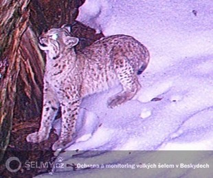 rysice Draža byla poprvé zachycena v roce 2010 v masivu Lysé hory; foto: Hnutí DUHA Olomouc rysice Draža byla poprvé zachycena v roce 2010 v masivu Lysé hory; foto: Hnutí DUHA Olomouc