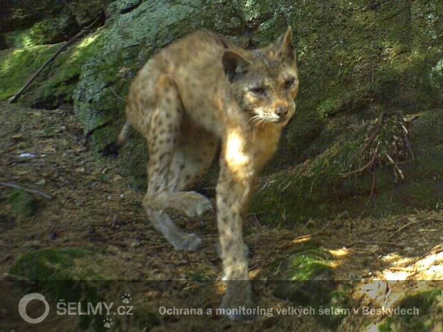 rysice Draža postižená prašivinou-červenec-2013; foto: Hnutí DUHA Olomouc rysice Draža postižená prašivinou-červenec-2013; foto: Hnutí DUHA Olomouc