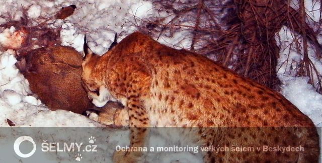 rysice Draža při návratu ke své kořisti_březen-2012; foto: Hnutí DUHA Olomouc rysice Draža při návratu ke své kořisti_březen-2012; foto: Hnutí DUHA Olomouc