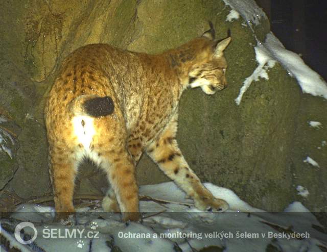 rysice Draža u značkovacího místa_leden 2014; foto: Hnutí DUHA Olomouc rysice Draža u značkovacího místa_leden 2014; foto: Hnutí DUHA Olomouc