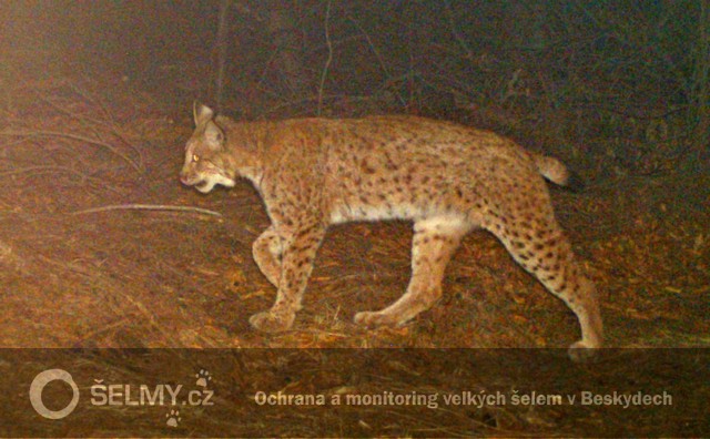 přes zimu 13/14 se stav rysice Draži zlepšoval; rysice Lenka přišla na stejné místo za 20 minut; foto: Hnutí DUHA Olomouc přes zimu 13/14 se stav rysice Draži zlepšoval; rysice Lenka přišla na stejné místo za 20 minut; foto: Hnutí DUHA Olomouc