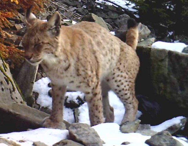rysice Draža při značkování močí s výměškem pachové žlázy; foto: Hnutí DUHA Olomouc rysice Draža při značkování močí s výměškem pachové žlázy; foto: Hnutí DUHA Olomouc