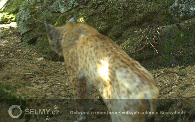 rysice Draža postižená prašivinou_červenec 2013; foto: Hnutí DUHA Olomouc rysice Draža postižená prašivinou_červenec 2013; foto: Hnutí DUHA Olomouc