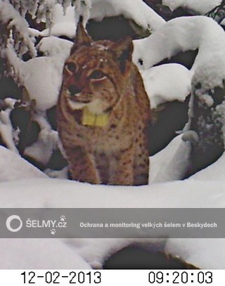 rysice Lenka přišla na stejné místo za 20 minut; foto: Hnutí DUHA Olomouc rysice Lenka přišla na stejné místo za 20 minut; foto: Hnutí DUHA Olomouc