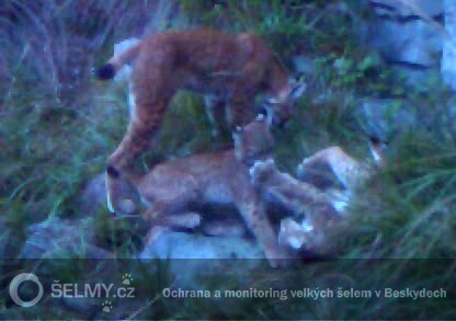 rysice Draža se dvěma potomky_září 2014; foto: Hnutí DUHA Olomouc rysice Draža se dvěma potomky_září 2014; foto: Hnutí DUHA Olomouc