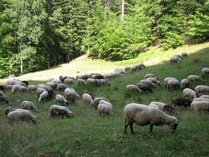 ovce u lesa ovce u lesa