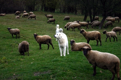 čuvač chránící stádo ovcí (foto Robin Rigg) čuvač chránící stádo ovcí