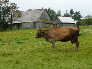 dobytek lze ochránit zavíráním na noc do chléva dobytek lze ochránit zavíráním na noc do chléva