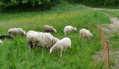 ovce chráněné elektrickou sítí