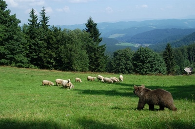 medvěd u stáda ovcí