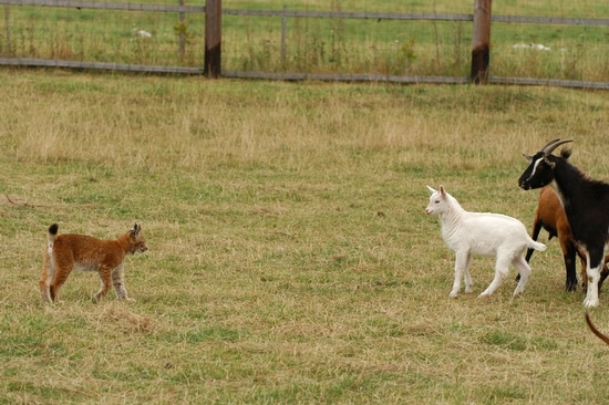 rys a kozy (foto Karel Brož)