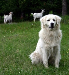 čuvač chránící stádo (foto Robin Rigg)