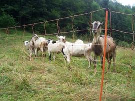 stádo koz chráněné síťovým elektrickým ohradníkem