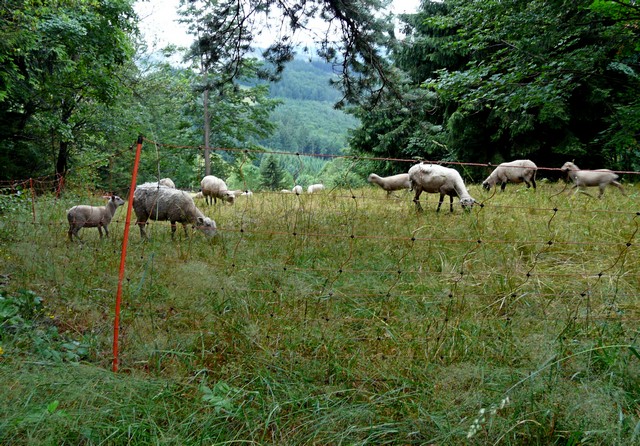 elektrický ohradník je dobrou prevencí napadení stáda šelmami; foto: L.Machalová