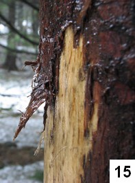 detail kůry poškozené jelení zvěří