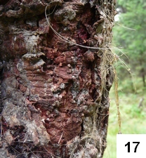 chlupy medvěda zachycené v pryskyřici; foto: L. Machalová