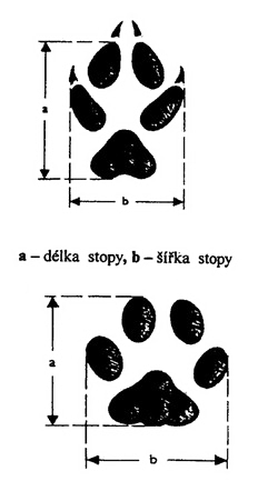 Kliknutím zvětšíte obrázek Měření rozměrů stopy