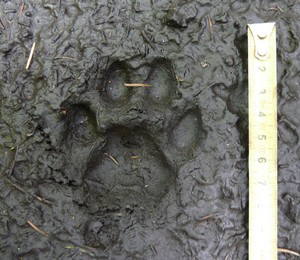 stopa rysa v blátě; foto: L.Machalová