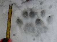 rysí stopa ve sněhu, Beskydy