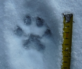 stopa rysa (Beskydy, 2010)