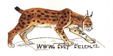 obrázek rysa - samolepka
